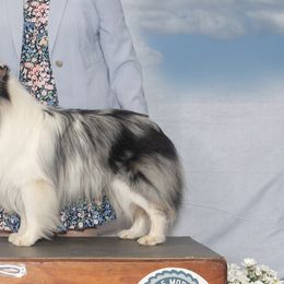 Shetland Sheepdogs from Caraid Shelties