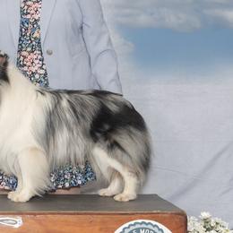 Shetland Sheepdogs from Caraid Shelties