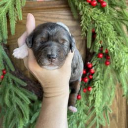 Girl 1 - female Bernedoodle puppy in Superior, Arizona from Mountain Bridge Doodles