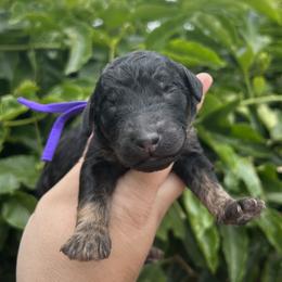 Chanterelle - Phantom male Poodle puppy in Arroyo Grande, California from Ever So Clever Poodles