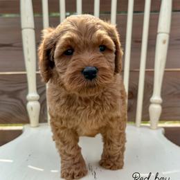 Red boy - Apricot male Australian Labradoodle puppy in Chelsea, Michigan from Michigan Labradoodles