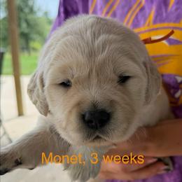 Girl 3 - Light golden female Golden Retriever puppy in Osceola, Iowa from Healing Hearts Therapy Goldens