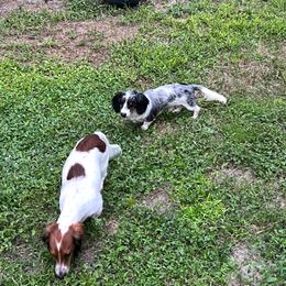 Bulldog, Bull Terrier, and Dachshund Puppies from Cloud Nine Ranch Bullies