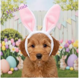 McIntosh - Apricot male Australian Labradoodle puppy in Gladstone, Oregon from Beaver State Labradoodles