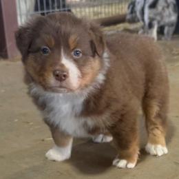Alf - Red tri-color male Australian Shepherd puppy in Wichita Falls, Texas from Spotted Mule Aussies