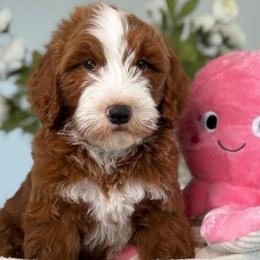 Autumn - Red  female Goldendoodle puppy in Yuciapa, California from AlltheDoodlez_