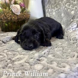 Prince William - Black male Dachshund puppy in Aiken, South Carolina from State Eight Dachshunds