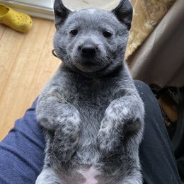 Australian Cattle Dog Puppies from Foxglove Field Farm