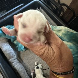 Girl 3 - Parti female Miniature Schnauzer puppy in Springville, Tennessee from Patriot Paws