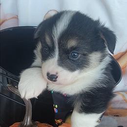 Rainbow bandana girl - Black and tan female Pembroke Welsh Corgi puppy in Cherokee, Oklahoma from MCS Farms-OK