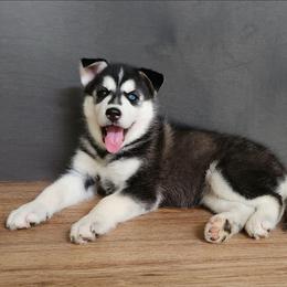 Girl 1 - Black and white female Siberian Husky puppy in Grayson, Kentucky from Kentucky Huskies