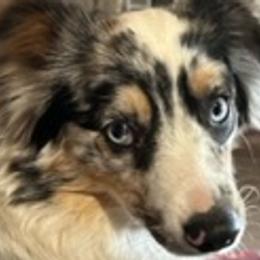 Aussiedoodles, Miniature Australian Shepherds, Poodles, and Toy Australian Shepherds from Paws of Color