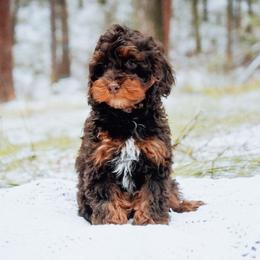 Roan Phantom Boy - Brown roan and tan male Cockapoo puppy in Dixon, Montana from Super Z Kennels