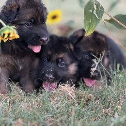 All Three Cuties - German Shepherd puppy in Mansfield, Texas from House Wolf Kennels