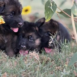 All Three Cuties - German Shepherd puppy in Mansfield, Texas from House Wolf Kennels