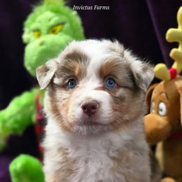 Maverick - Red merle female Australian Shepherd puppy in Smithfield, Utah from Invictus Farms
