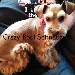Miniature Schnauzer puppies from Crazy 'Bout Schnauzers