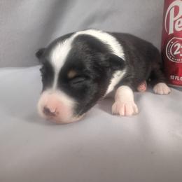 Nova - Black tri female Toy Australian Shepherd puppy in Humansville, Missouri from Tater Tot aussies