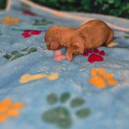 Blue - Red male Dachshund puppy in Florence, Mississippi from Rosies Doxies and Poodles CKC