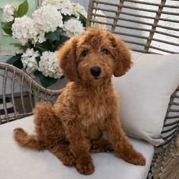 Sedona - Red  female Goldendoodle puppy in Gilbert, Arizona from Doodle Bliss