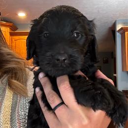 Toph - Black female Goldendoodle puppy in Glen Daniel, West Virginia from Dani’s Doodles