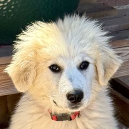 Tamale - Badger female Colorado Mountain Dog puppy in Cotopaxi, Colorado from Once Upon A Moose (OUM)