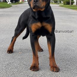 Shadow - Black and mahogany male Rottweiler puppy in Lake Worth, Florida from Vonbart Rottweilers