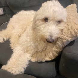 Goldendoodles from Sunny Doodles