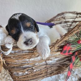 Gloria - Phantom female Goldendoodle puppy in Leander, Texas from Doodle Doula