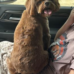 Cavapoo, Goldendoodle, and Poodle All Grown Up from Pearls & Curls doodles & poodles