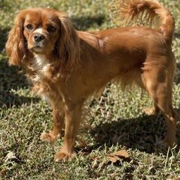 Georgia - Cavalier King Charles Spaniel
