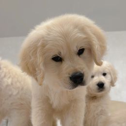 Golden Retriever Puppies from Goldens of Hope