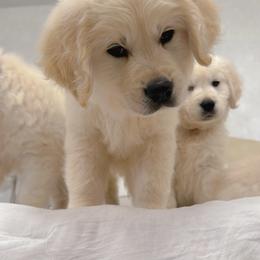 Golden Retriever Puppies from Goldens of Hope