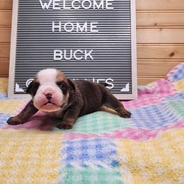 Buck - Red and white male Bulldog puppy in Hillsdale County, Michigan from KZ Bullies LLC