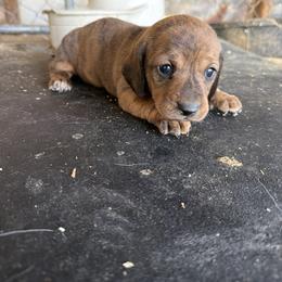 Gazelle - Brindle female Dachshund puppy in Pearce, Arizona from Katy West Weenies