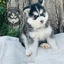 Pomsky Puppies from Lake in the hills Pomskies