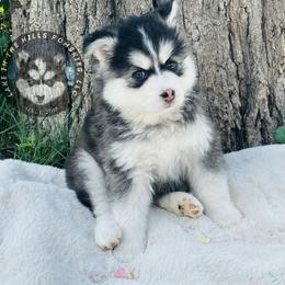 Pomsky Puppies from Lake in the hills Pomskies