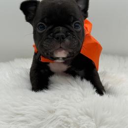 Dante - Brindle male French Bulldog puppy in Largo, Florida from Big Daddy Frenchies