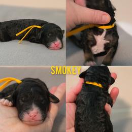 Smokey - Tri-color male Bernedoodle puppy in Summerville, South Carolina from Channys Doodles
