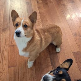 Pembroke Welsh Corgis from C&W Corgis