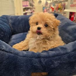 Teddy Bear - Apricot male Maltipoo puppy in Washington from Mt.BakerPoodles&Doodles