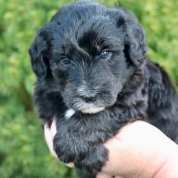 Bart (dark green collar) - Black male Sheepadoodle puppy in Mouth Of Wilson, Virginia from HoneyBunn Doodle Co.