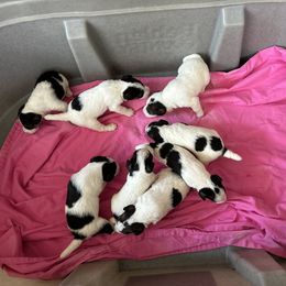 Wire Fox Terrier Puppies from CharLaDan