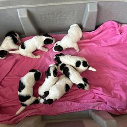 Wire Fox Terrier Puppies from CharLaDan