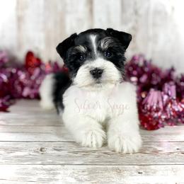 Miniature Schnauzer Puppies from Silver Sage Schnauzers