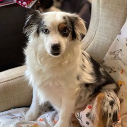 Suger - Miniature Australian Shepherd