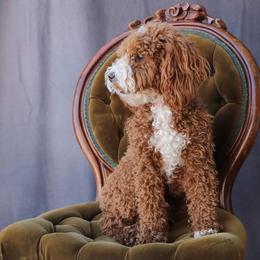Evee - Goldendoodle