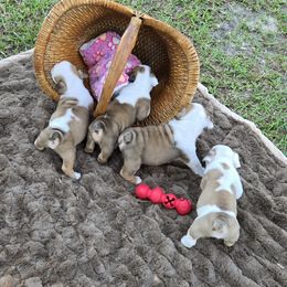 Bulldog Puppies from Chief Bulldogs