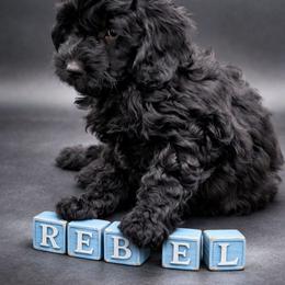Blue - Black male Goldendoodle puppy in Byron, Georgia from Southern Olive Doodles 🫒