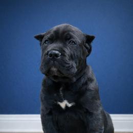 Molosser (Bully x) Puppies from Monumental Mastiffs